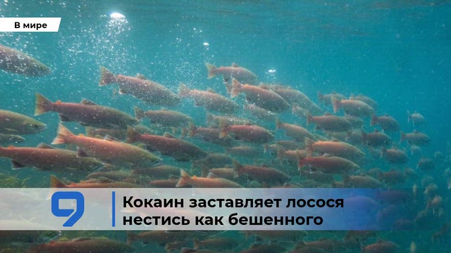 9tv