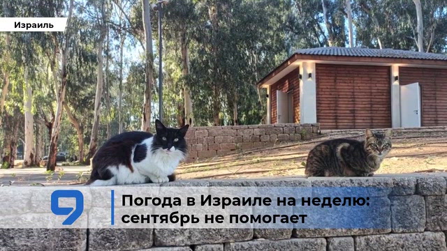 9tv